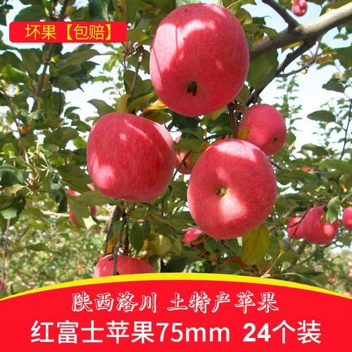 陜西洛川蘋果24枚80產(chǎn)地直發(fā)應(yīng)季新鮮水果香甜多汁產(chǎn)地直供
